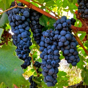 zinfandel grapes